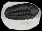 Lot - Assorted Trilobite Fossils #39222-2